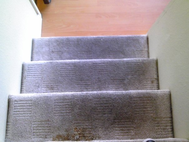 Keeping Your Carpets Smelling Fresh in Ontario Odor and Spot Elimination